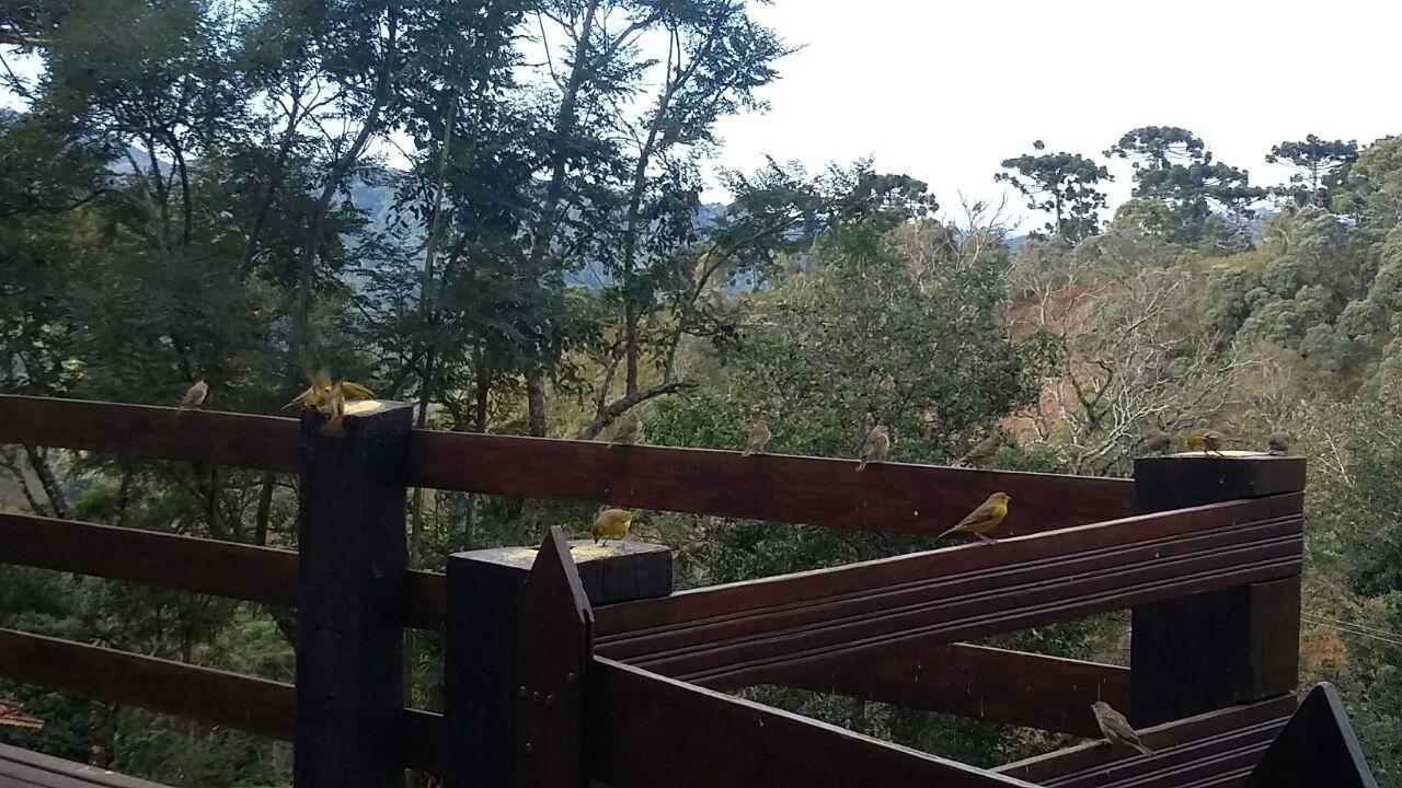 De Analuz * Visconde De Maua